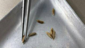 Первый случай бактериального ожога риса выявили в Приамурье - gtrkamur.ru