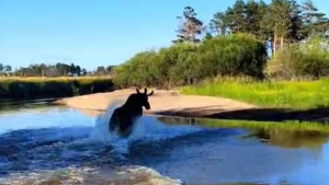 Измученный жарой и мошкарой лось устроил водные процедуры в Ташинском заказнике - gtrkamur.ru