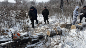 Двое мужчин получили сроки за вырубку деревьев в Архаринском лесничестве - gtrkamur.ru