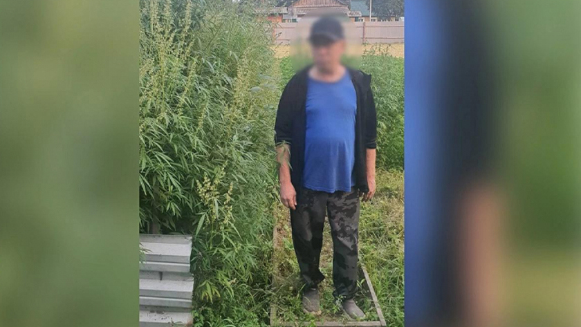 Наркоагрария из Приамурья будут судить за выращивание конопли - gtrkamur.ru