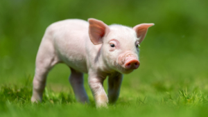 Кража поросенка может обойтись пенсионеру из серышевского села лишением свободы - gtrkamur.ru