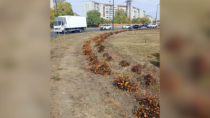 Калининскую развязку в Благовещенске украсят кустарниками - gtrkamur.ru