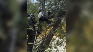 Операцию по спасению ребенка провели в одном из благовещенских дворов - gtrkamur.ru
