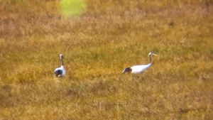 В ожидании уборочной поры: журавли в Муравьевском парке готовятся к пиршеству - gtrkamur.ru