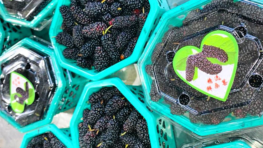 В Приамурье поступило 250 килограмм шелковицы из Китая - gtrkamur.ru