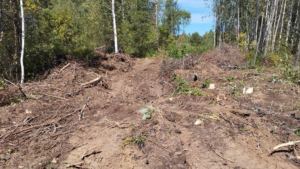 Уголовное дело возбудили на амурчанина за 140 срубленных деревьев - gtrkamur.ru