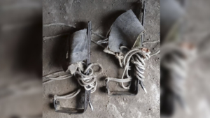 Жителя ЕАО накажут за сбор кедровых шишек в амурских лесах с помощью древолазов - gtrkamur.ru