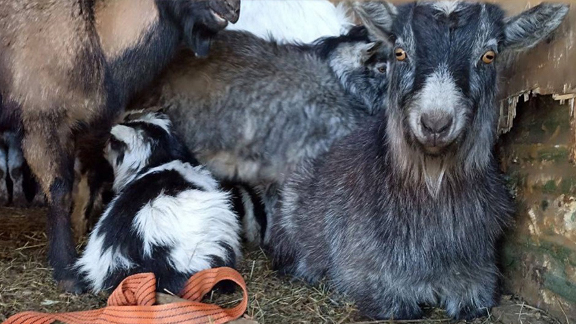 Через Приамурье не пропустили почти 150 сельхозживотных без ветеринарных документов - gtrkamur.ru