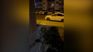Голодная лиса прогулялась по улицам амурского космограда - gtrkamur.ru
