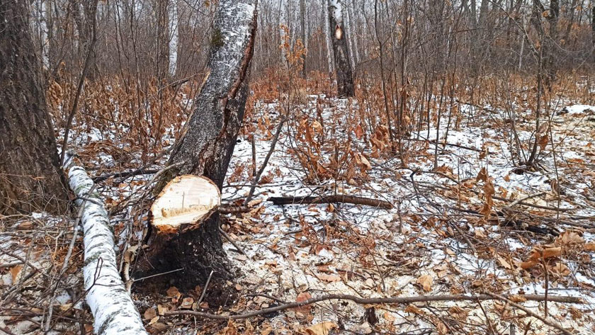 Амурчанина оштрафовали за незаконную заготовку дров - gtrkamur.ru