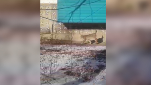 В Сергеевке рысь стала нападать на кошек  - gtrkamur.ru