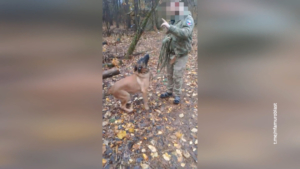 Овчарка по имени Блейд служит на передовой вместе с амурскими бойцами - gtrkamur.ru