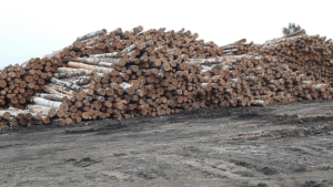 Нарушения при вывозе лесоматериалов зафиксированы в Приамурье - gtrkamur.ru