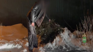 В селе Волково полицейские нашли похитителя срубленной елки по следам осыпавшихся хвойных иголок - gtrkamur.ru
