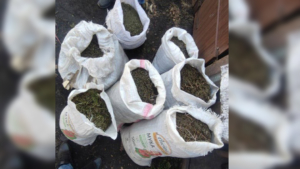 Запасы на зиму: амурчанина наказали за заготовку 43 килограммов конопли - gtrkamur.ru