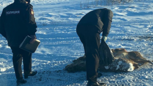 В Амурской области из-за вынужденной миграции косули стали чаще гибнуть от рук браконьеров - gtrkamur.ru
