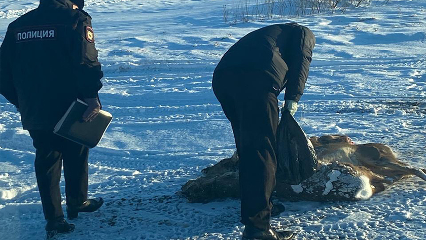 В Амурской области из-за вынужденной миграции косули стали чаще гибнуть от рук браконьеров - gtrkamur.ru