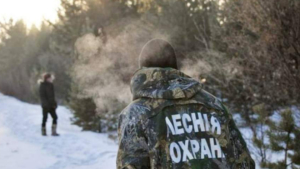 В Приамурье стартует операция «Новогодняя елка» - gtrkamur.ru