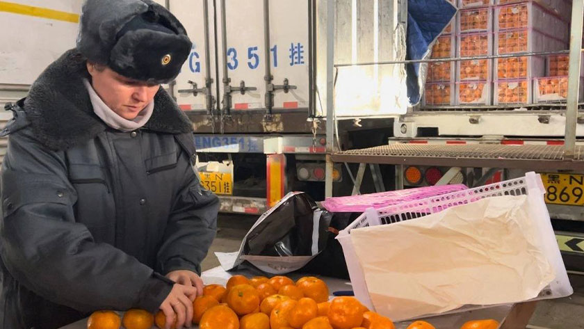 Есть можно, но прежде тщательно помыть: в партии мандаринов из Поднебесной обнаружены вредители - gtrkamur.ru