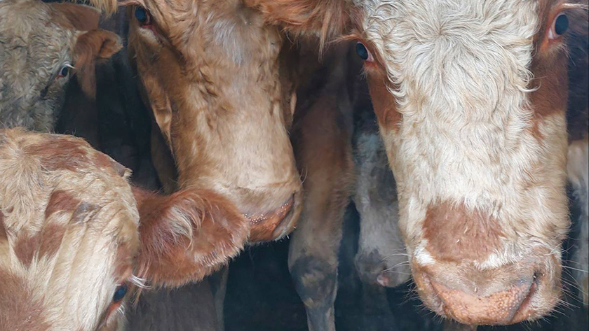 В Приамурье с начала года обнаружили 300 тонн животной продукции без документов - gtrkamur.ru