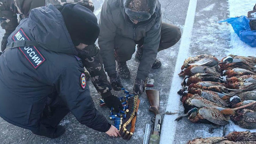 В Приамурье браконьеры застрелили 36 фазанов и пытались сбить инспектора - gtrkamur.ru