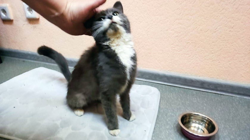 Кошку в рюкзаке из вагона с углем спали железнодорожники в Бурятии - gtrkamur.ru