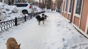 Число отловленных и стерилизованных безнадзорных животных выросло в Приамурье - gtrkamur.ru