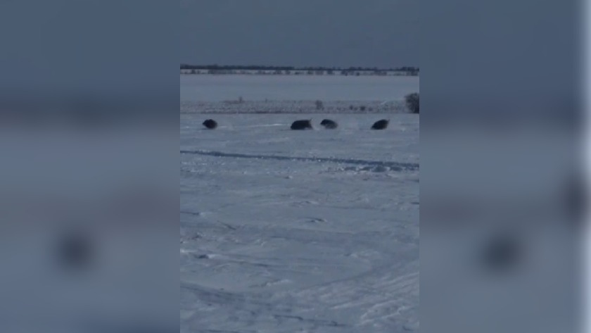 Популяция кабанов выросла втрое в Амурской области - gtrkamur.ru