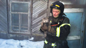 Жалобное мяуканье и внимательность пожарных помогли коту в Завитинске спастись от огня - gtrkamur.ru