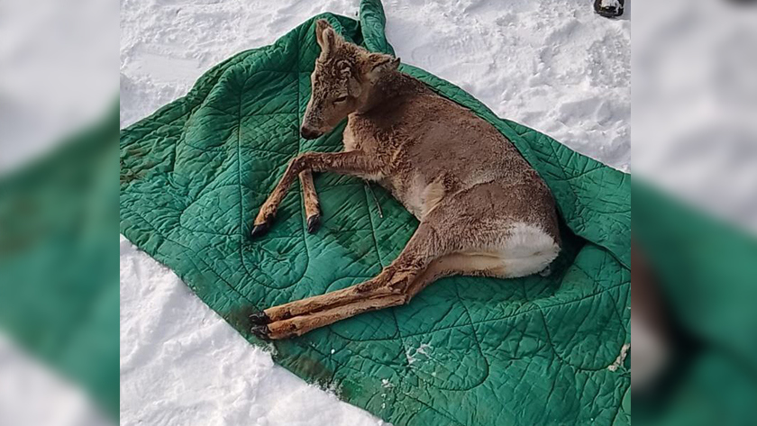 Самца косули, забежавшего в село Новокиевский Увал, спасли от стаи собак - gtrkamur.ru