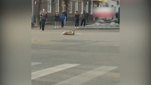 На центральной улице Благовещенска из-за столкновения с автомобилем погиб самец косули - gtrkamur.ru