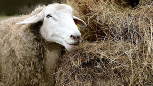 Более двух тысяч прививок от оспы поставили амурским овцам и козам с начала года - gtrkamur.ru