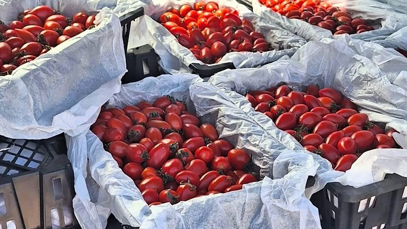 Свыше 150 килограммов зараженных томатов из КНР не пустили в Амурскую область - gtrkamur.ru