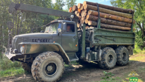 Ущерб на 11 миллионов: в Свободненском районе завершено расследование дела о незаконной вырубке леса - gtrkamur.ru