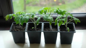 В Приамурье 215 семей получили рассаду и семена в рамках акции «Социальный огород» - gtrkamur.ru