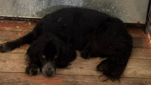 Амурчанка заплатит штраф за то, что в ее собаку стреляли из пневматического оружия - gtrkamur.ru