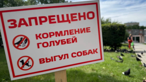 Жителям областной столицы запретили кормить голубей в одном из благовещенских скверов - gtrkamur.ru