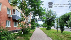 В амурской столице городские службы с начала года обработали более тысячи аварийных деревьев - gtrkamur.ru