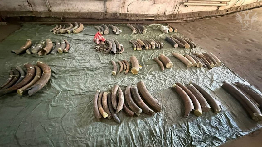 15 чемоданов с бивнями мамонта обнаружили у контрабандистов на таможне в Благовещенске - gtrkamur.ru