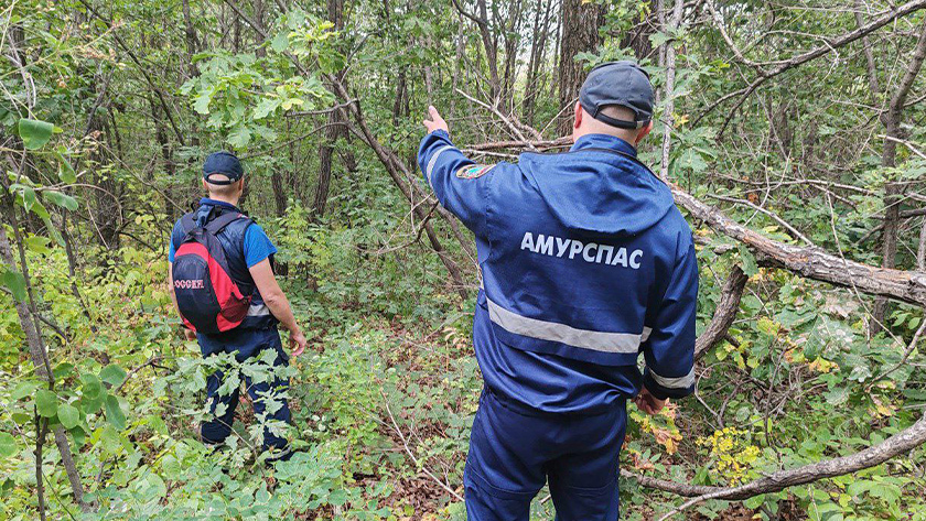 Шесть спасательных операций по поиску грибников провели в Приамурье за минувшее воскресенье - gtrkamur.ru