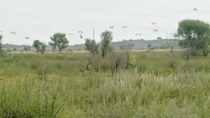 Аисты начинают готовиться к отлету из Приамурья - gtrkamur.ru