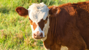 Корова устроила серьезное ДТП с пострадавшим под Свободным - gtrkamur.ru