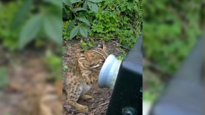 Напал на фотоловушку: амурского лесного кота запечатлел фотограф-анималист из Приамурья - gtrkamur.ru