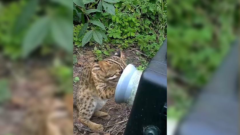 Напал на фотоловушку: амурского лесного кота запечатлел фотограф-анималист из Приамурья - gtrkamur.ru