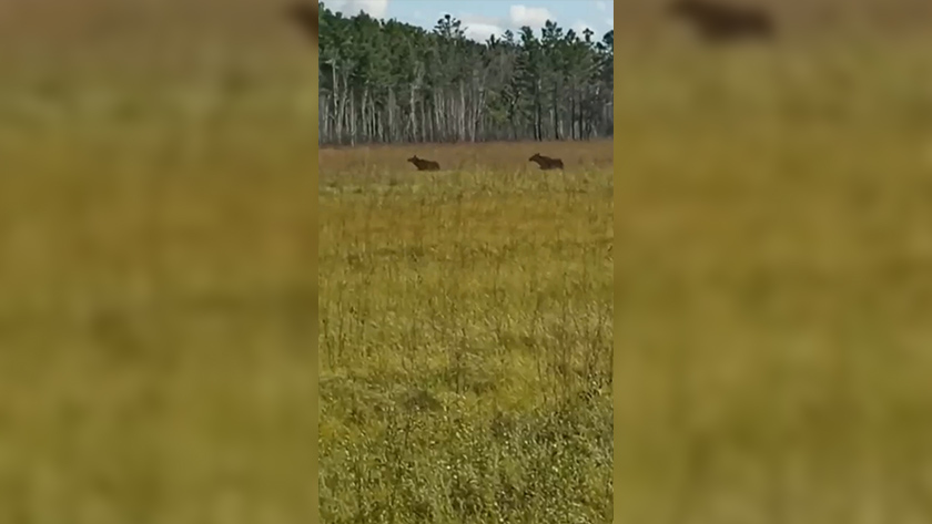 В Приамурье у лосей идет активный период гона - gtrkamur.ru