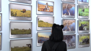 Более полусотни снимков фотоловушек из заповедников области представили в краеведческом музее - gtrkamur.ru