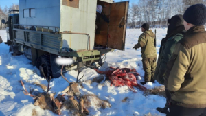 Более миллиона рублей заплатит житель Приамурья за охоту на изюбрей - gtrkamur.ru