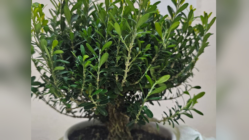 Горшечные растения без документов не попали в Приамурье из Китая - gtrkamur.ru