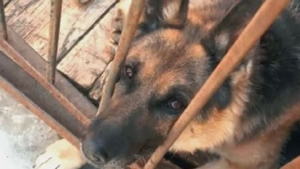 В Белогорске немецкая овчарка выбралась на улицу и напала на женщину с ребёнком - gtrkamur.ru