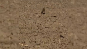 В Михайловском округе в объектив специалистов охотнадзора попали енотовидные собаки - gtrkamur.ru